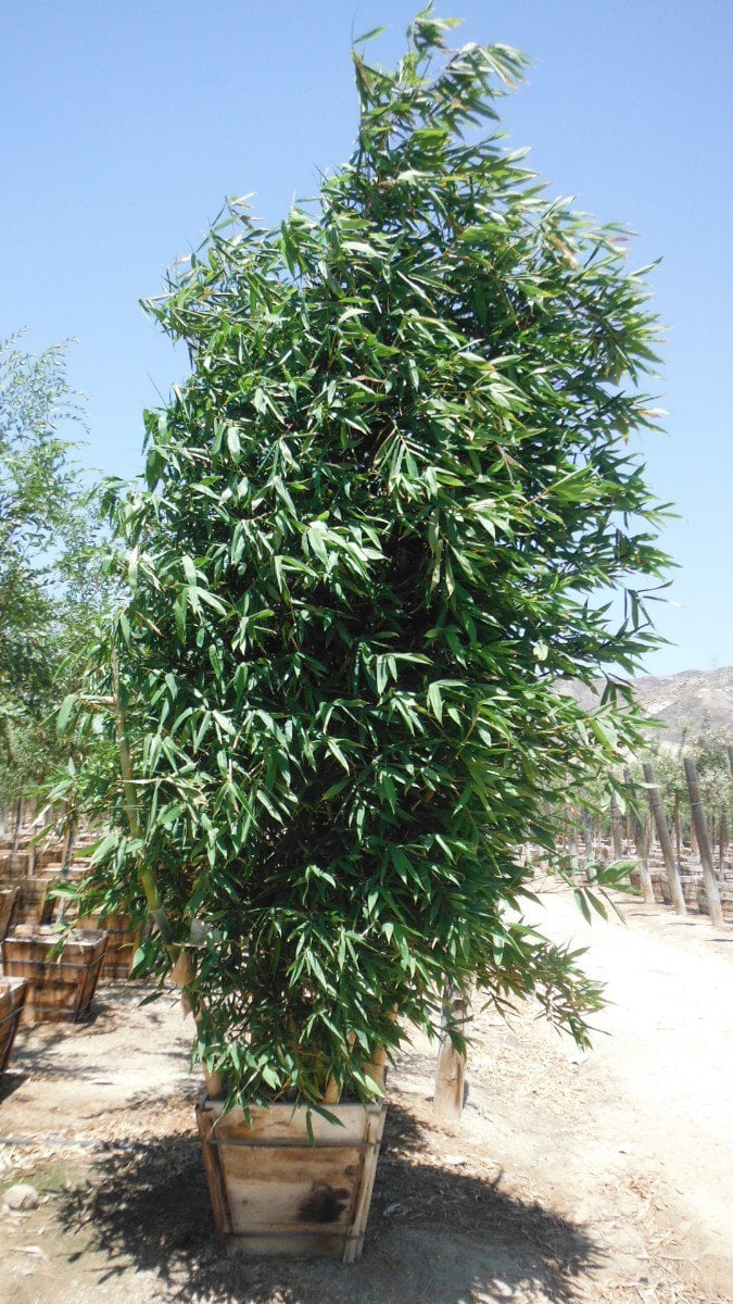 Photo for Bambusa oldhamii (Giant Timber Bamboo)