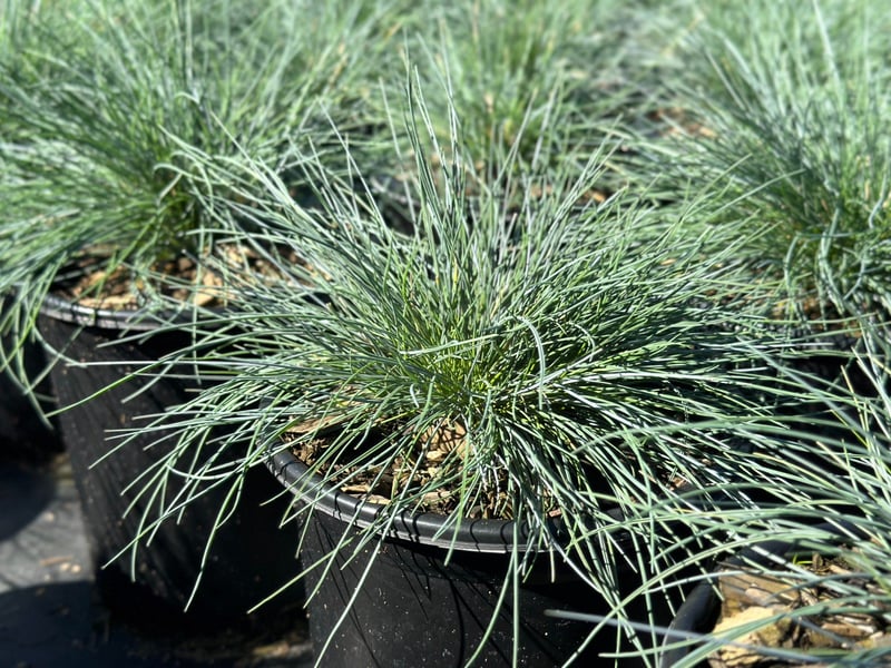 Photo for Festuca glauca (Blue Fescue)