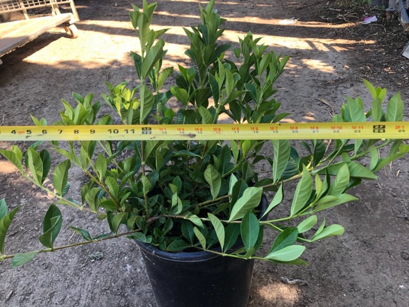 Photo for Gardenia jasminoides 'Veitchii' (Everblooming Gardenia)