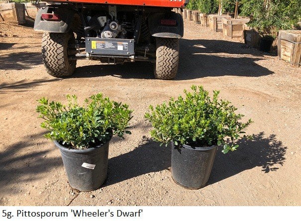 Photo for Pittosporum tobira 'Wheeler's Dwarf' (Wheeler's Dwarf Japanese Mock Orange)