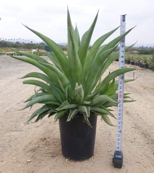 Photo for Agave attenuata (Fox Tail Agave)