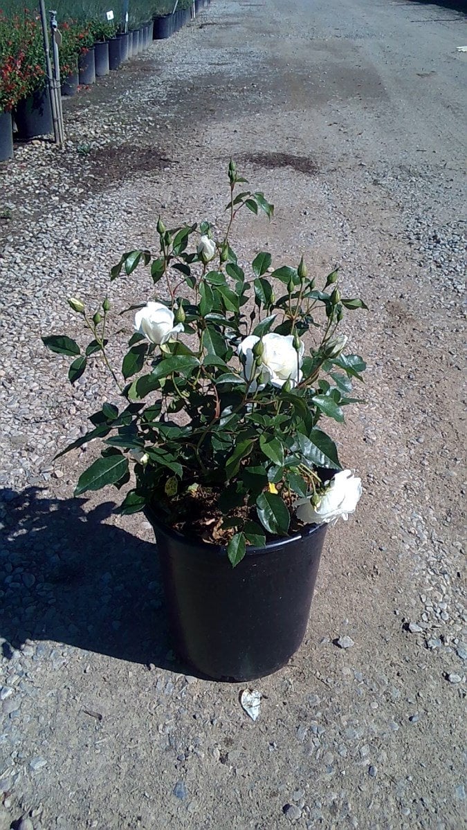 Photo for Rosa acicularis 'Iceberg' (Iceberg Rose)