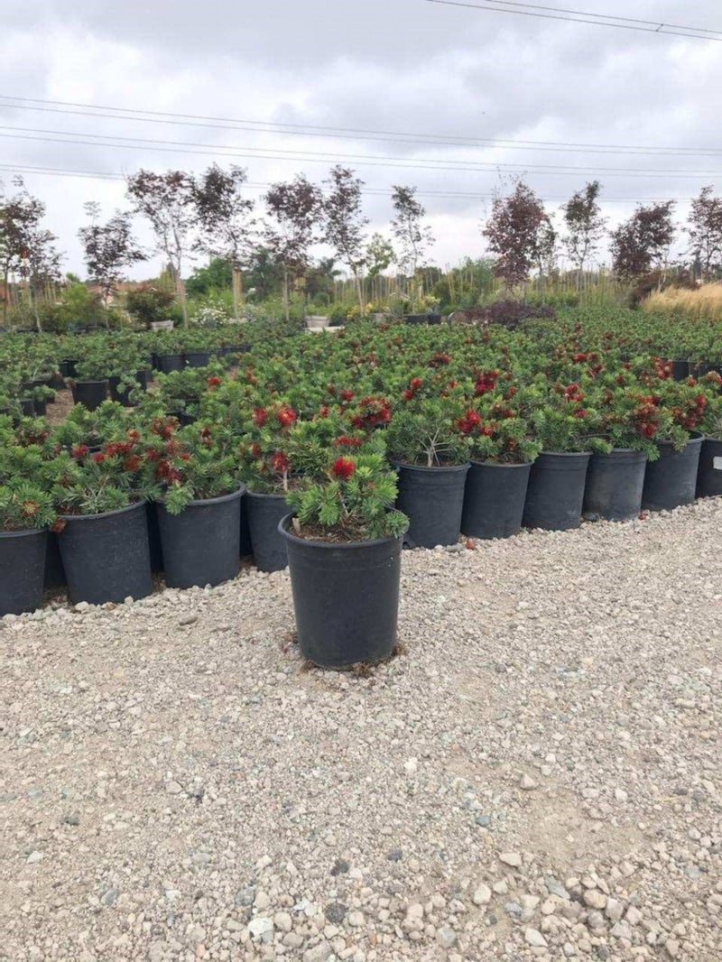Photo for Callistemon viminalis 'Little John' (Little John Weeping Bottlebrush)