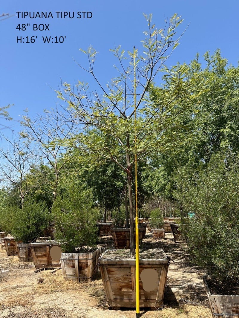 Photo for Tipuana tipu (Tipu Tree)