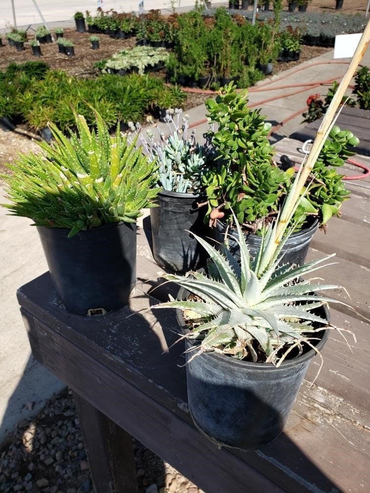 Photo for Mixed succulents (Mixed succulents)