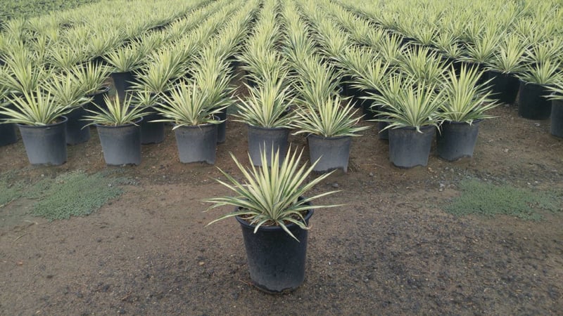 Photo for Yucca filamentosa 'Color Guard' (Color Guard Yucca)