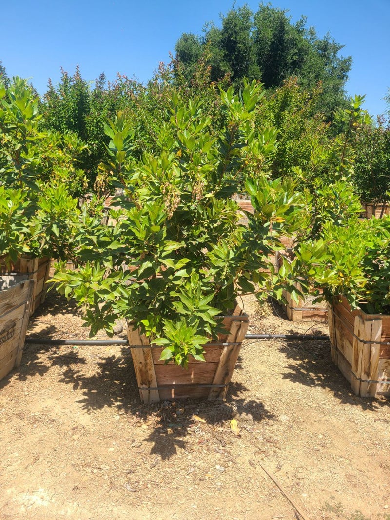 Photo for Arbutus 'Marina' (Multi) (Marina Strawberry Tree)