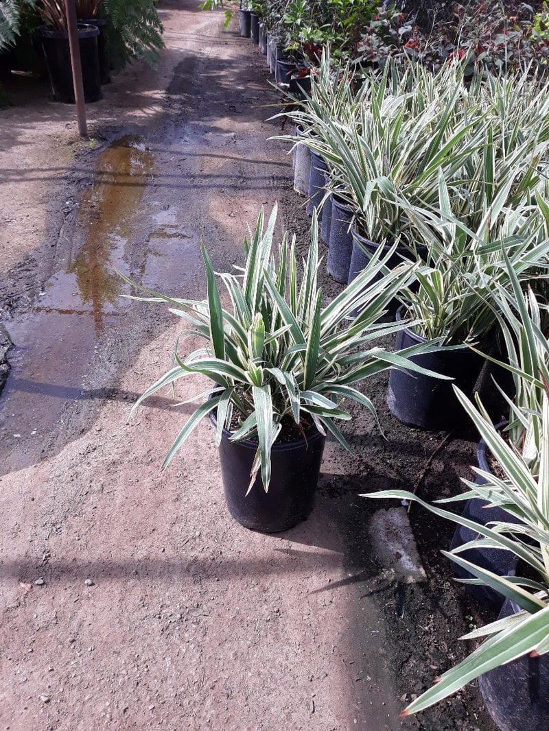 Photo for Dianella revoluta ‘Variegata’ (Variegated Dianella)