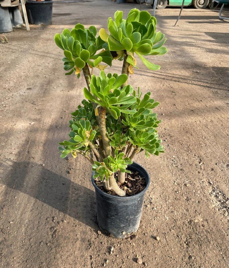Photo for Aeonium arboreum (Green Tree Aeonium)