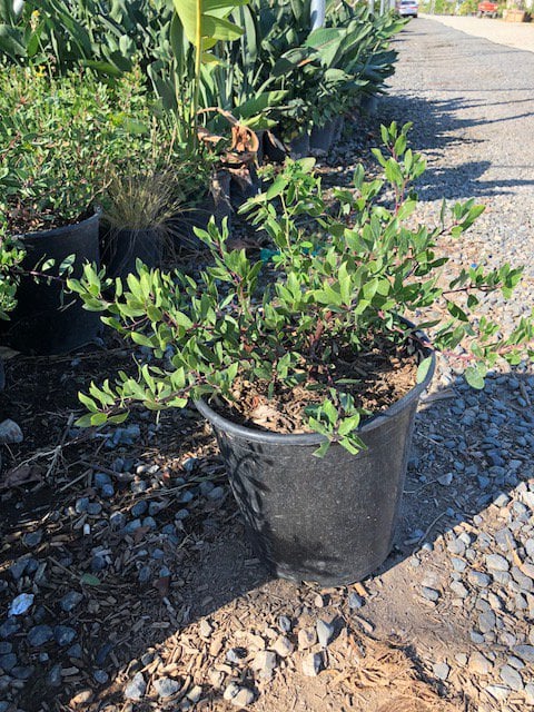 Photo for Arctostaphylos densiflora 'Howard Mcminn' (Howard McMinn Manzanita)