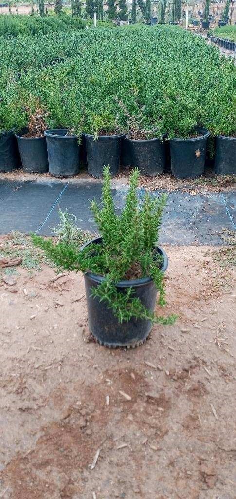 Photo for Rosmarinus officinalis 'Huntington Carpet' (Huntington Carpet Rosemary)