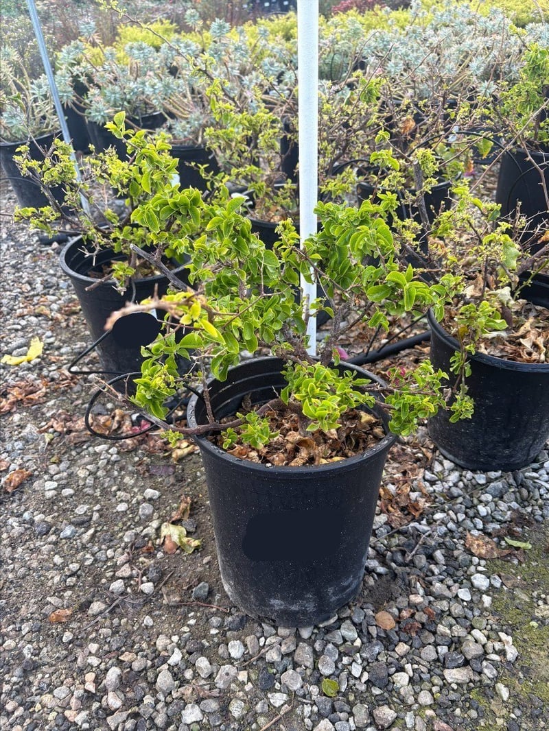 Photo for Bougainvillea 'Jamaica White' (Jamaica White Bougainvillea)