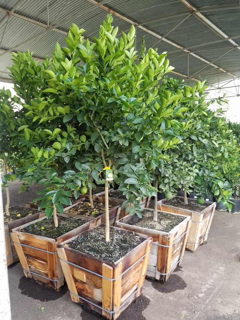 Photo for Citrus Lime 'Bearrs' (Bearrs Lime Tree)