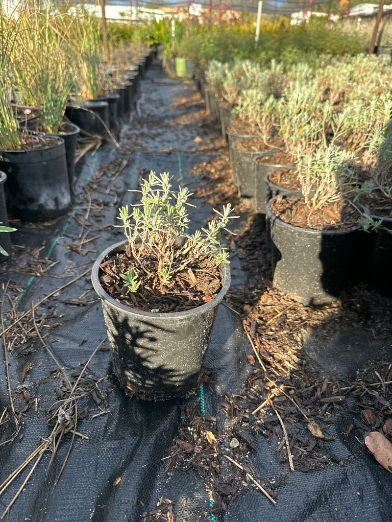 Photo for Lavandula angustifolia (English Lavender)