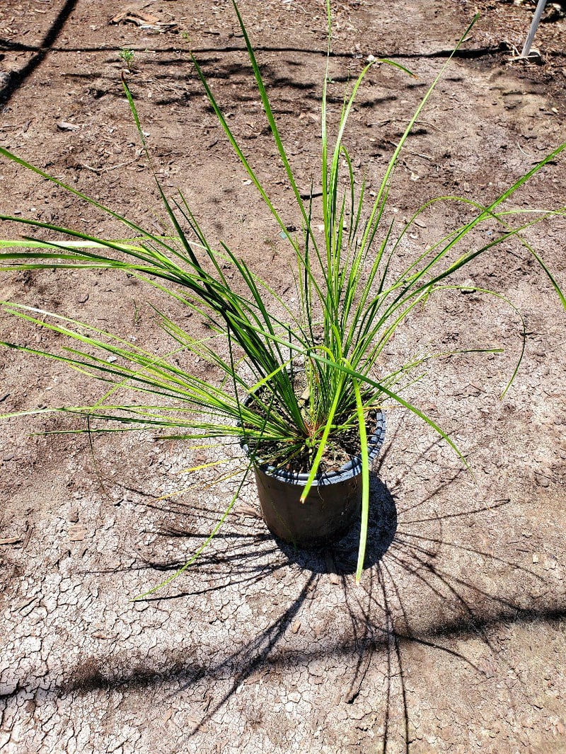 Photo for Lomandra longifolia 'Breeze' (Dwarf Mat Rush 'Breeze')
