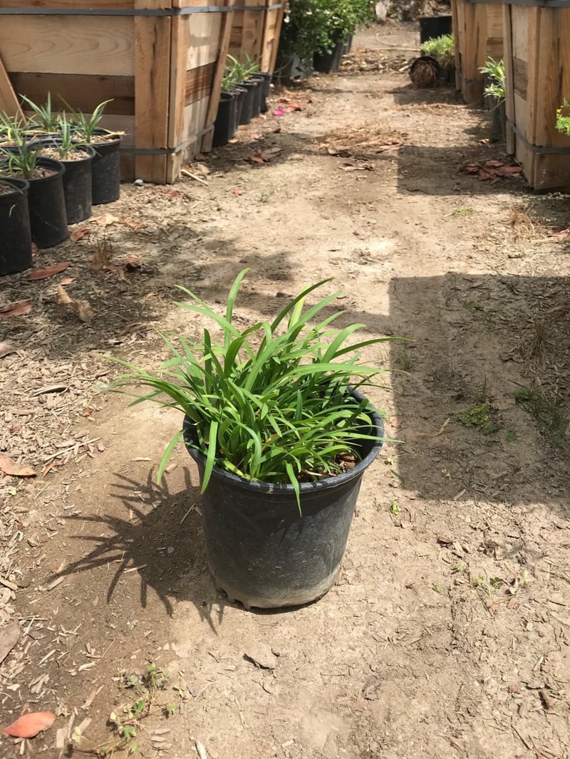 Photo for Agapanthus 'Peter Pan Blue' (Peter Pan Dwarf Lily of the Nile)