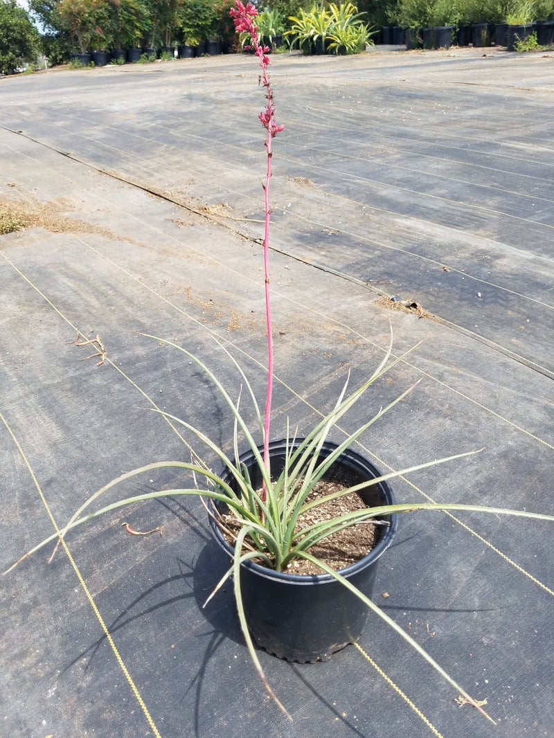 Photo for Hesperaloe parviflora 'Perpa' (Brakelights Red Yucca)
