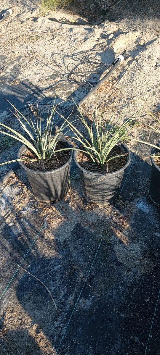 Photo for Hesperaloe parviflora (Red Yucca)