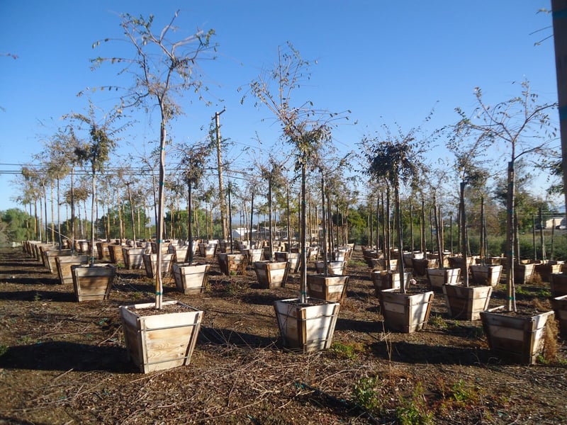 Photo for Ulmus parviflora (Chinese Elm)