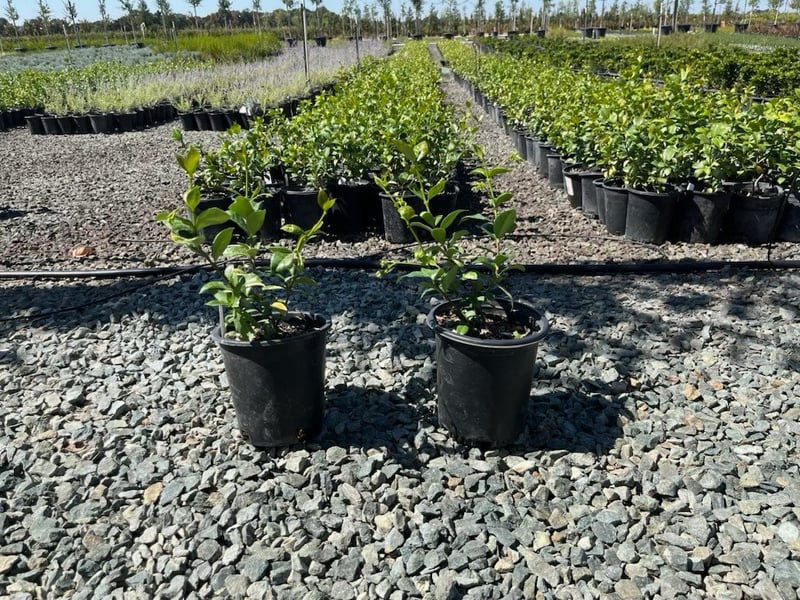 Photo for Trachelospermum jasminoides (Star Jasmine)