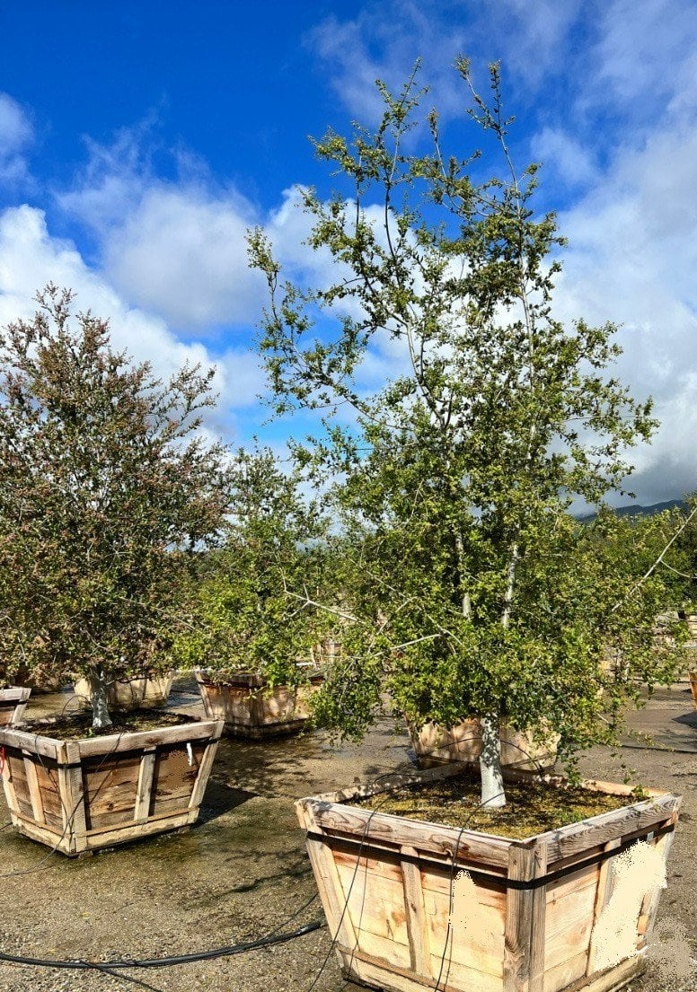 Photo for Quercus agrifolia (Natural) (Coast Live Oak)