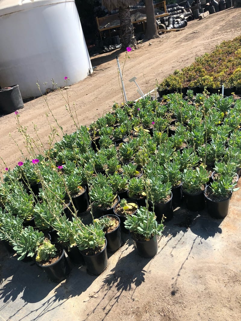Photo for Calandrinia spectabilis (Rock Purslane)