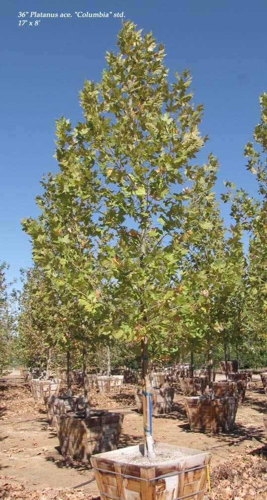 Photo for Platanus x acerifolia (Standard) (London Plane Tree)