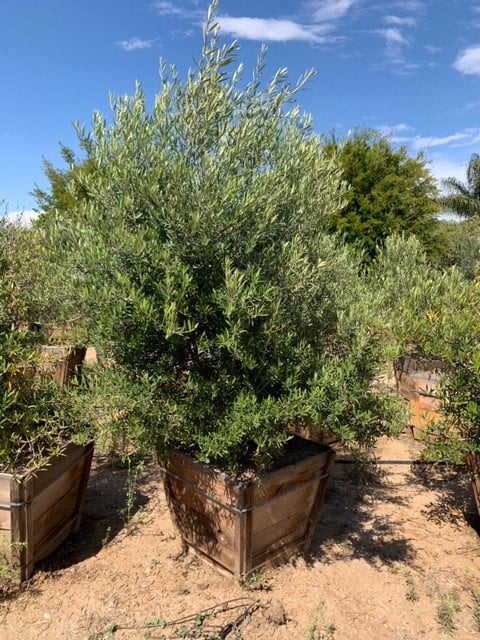 Photo for Olea europaea 'Fruitless' (Multi) (Fruitless Olive)