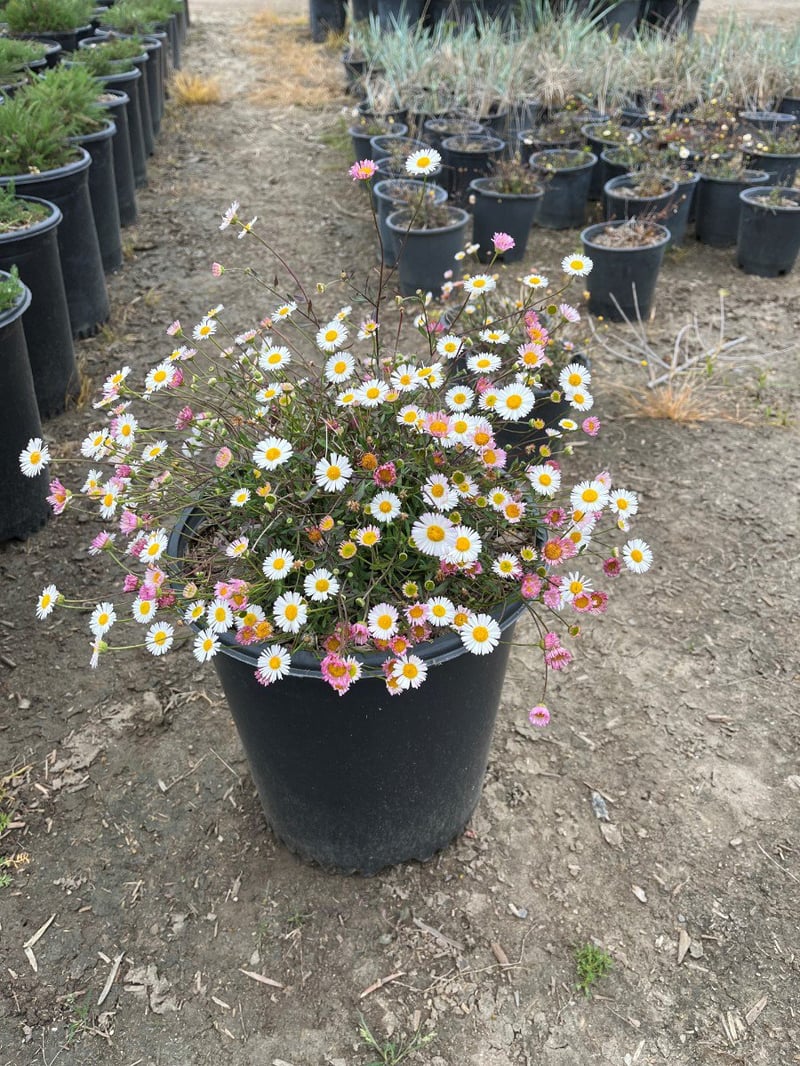 Photo for Erigeron karvinskianus (Mexican daisy)
