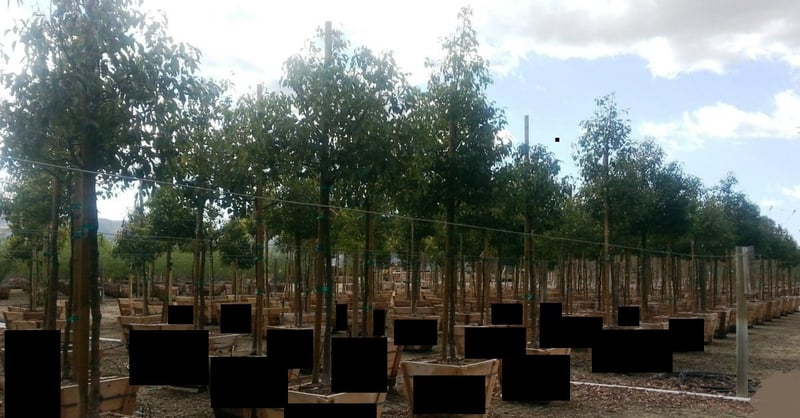 Photo for Cinnamomum camphora (Camphor Tree)