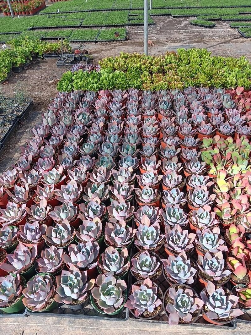 Photo for Echeveria 'Afterglow' (Echeveria 'Afterglow')