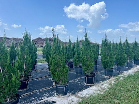 Photo for Juniperus chinensis 'Spartan' (Spartan Chinese Juniper)