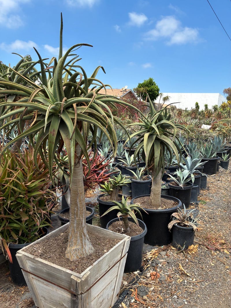 Photo for Aloe 'Hercules' (Standard) (Hercules Aloe)