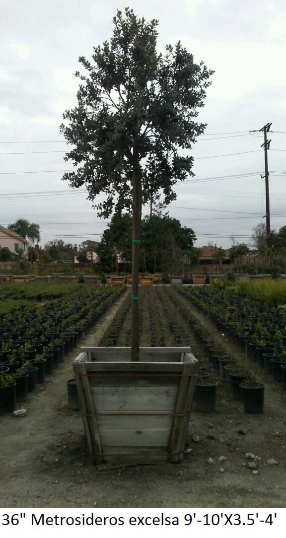 Photo for Metrosideros excelsa (Standard) (New Zealand Christmas Tree)