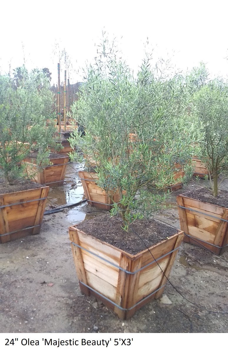 Photo for Olea europaea 'Majestic Beauty' (Multi) (Majestic Beauty Fruitless Olive)