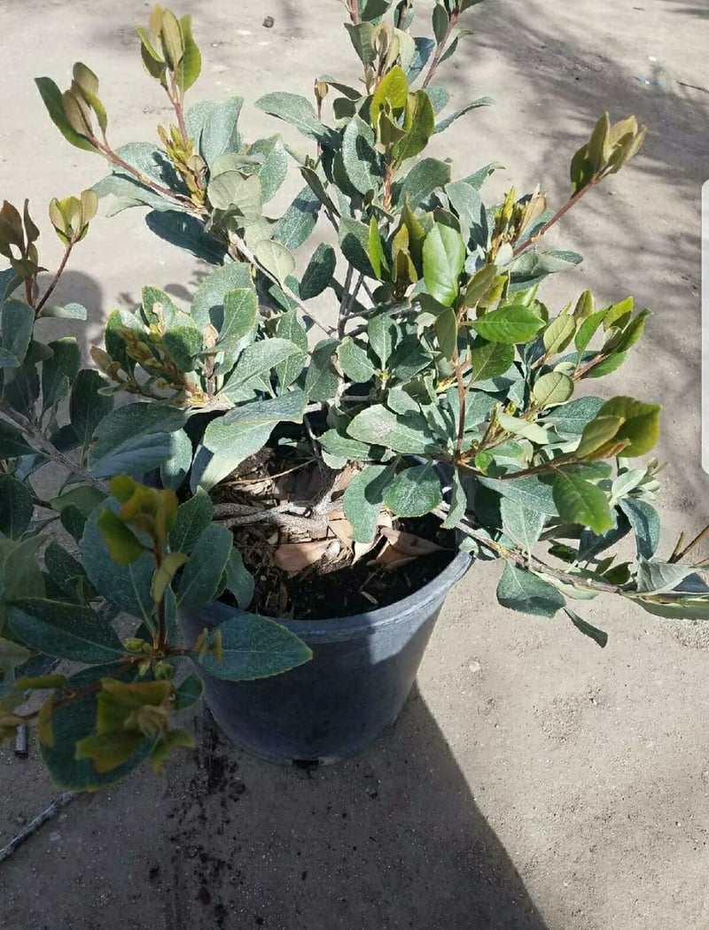 Photo for Rhaphiolepis indica 'Pink Lady' (Pink Lady Indian Hawthorn)
