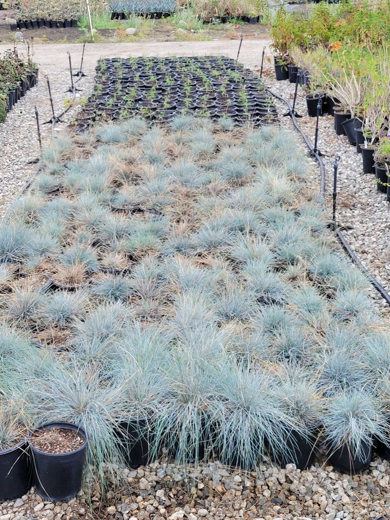 Photo for Festuca idahoense 'Siskiyou Blue' (Siskiyou Blue Fescue)