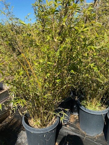 Photo for Bambusa multiplex 'Golden Goddess' (Golden Goddess Bamboo)