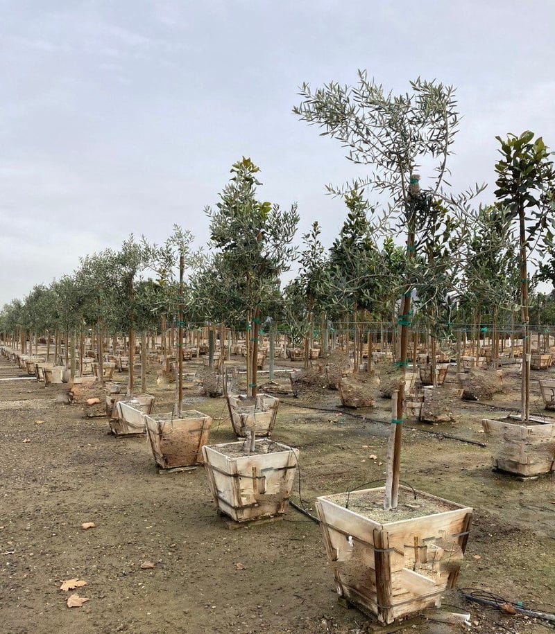 Photo for Olea europaea 'Swan Hill' (Standard) (Swan Hill Fruitless Olive)