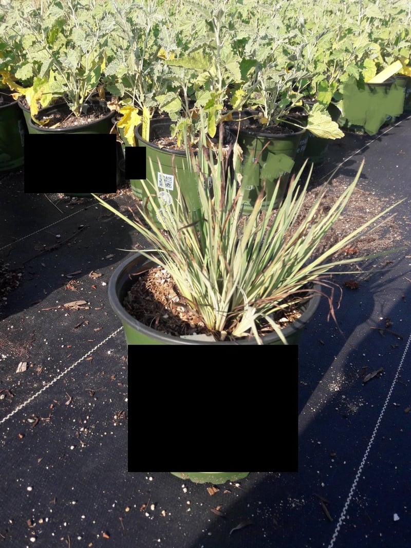 Photo for Sisyrinchium idahoense (S. bellum) (Blue Eyed Grass)