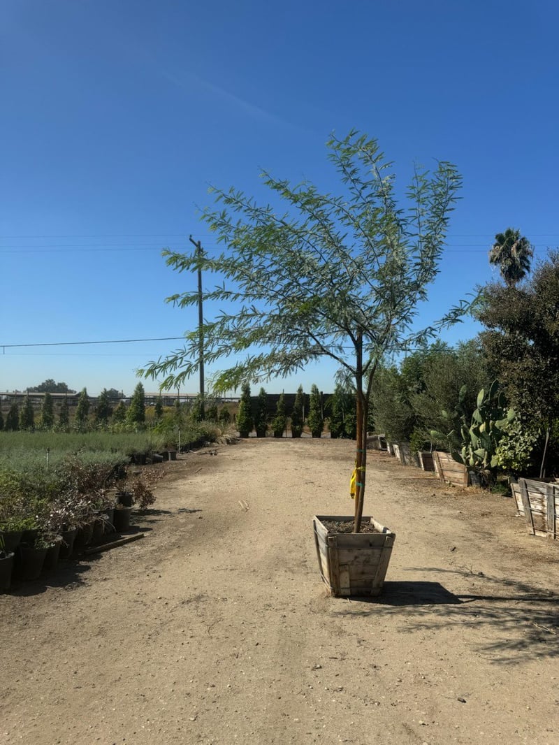 Photo for Prosopis chilensis (Standard) (Thornless Chilean Mesquite)