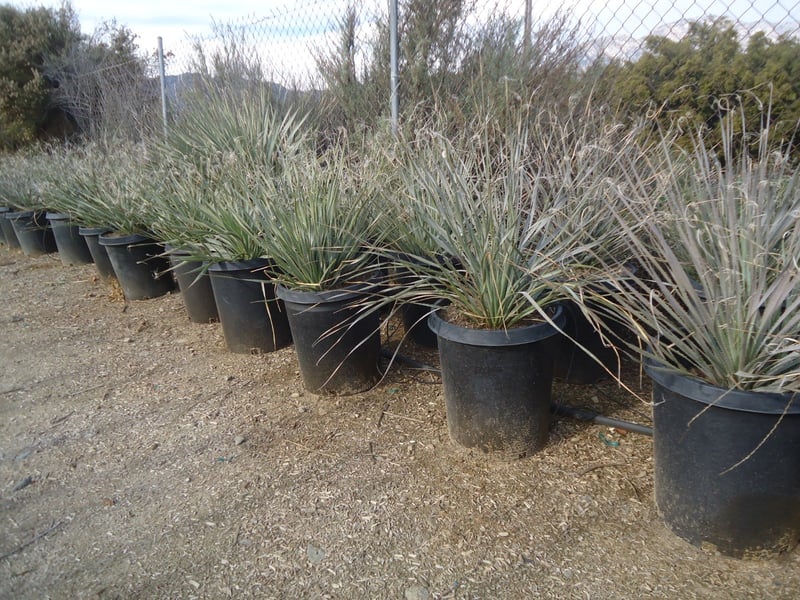 Photo for Dasylirion wheeleri (Spoon Yucca, Blue Sotol)