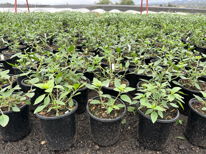 Photo for Encelia californica (Coast Sunflower)