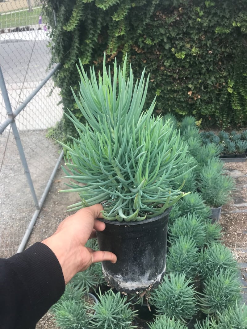 Photo for Senecio vitalis (Narrow-leaf Chalksticks)