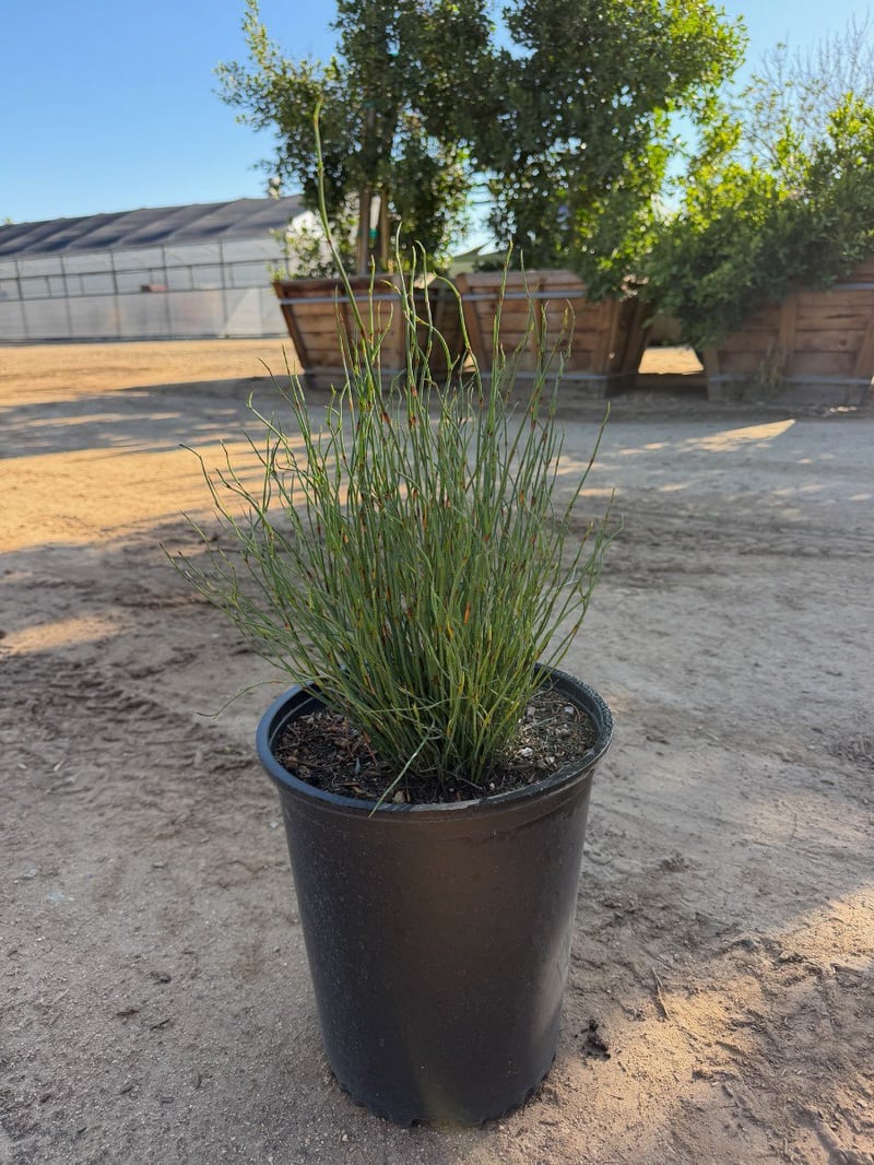 Photo for Chondropetalum tectorum (Small Cape Rush)