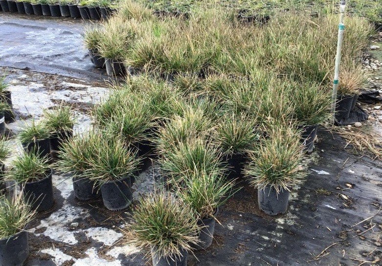 Photo for Sesleria autumnalis (Autumn Moor Grass)