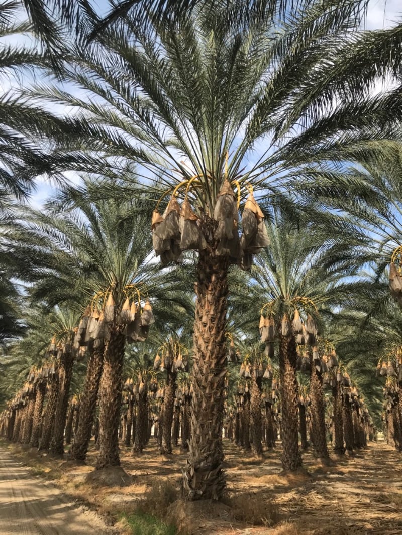 Photo for Phoenix dactylifera 'Deglet Noor' (Deglet Noor Date Palm)