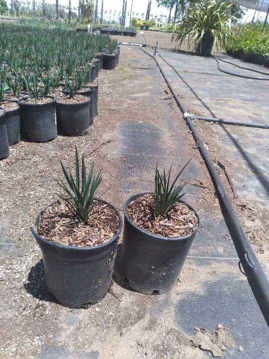 Photo for Dianella revoluta (Revoluta Flax Lily)