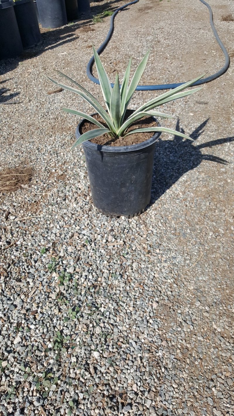 Photo for Agave angustifolia 'Marginata' (Caribbean Agave)