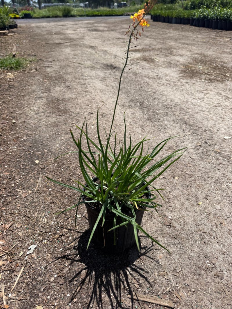 Photo for Bulbine frutescens 'Hallmark' (Orange Stalked Bulbine)